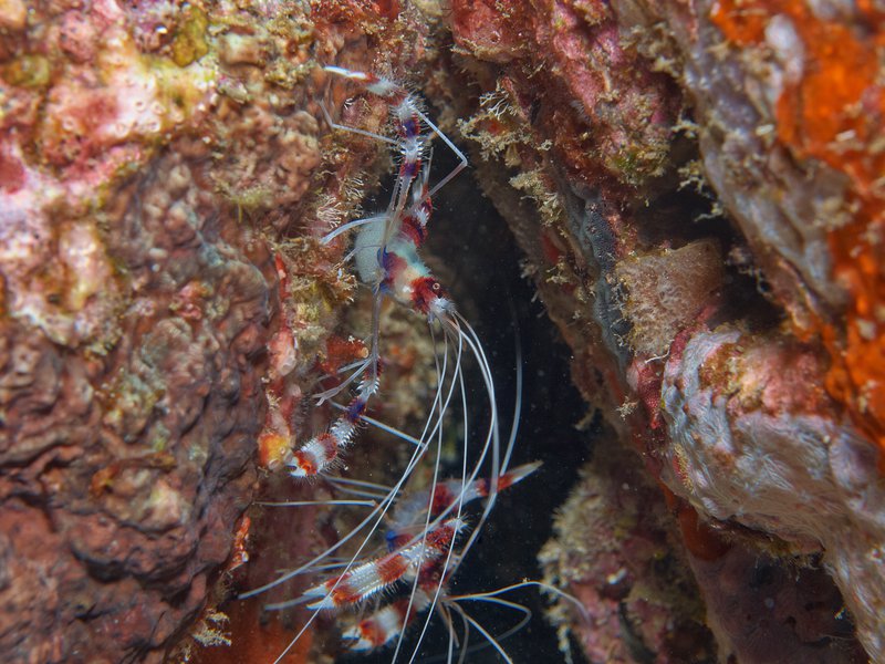 Shrimp, Rubiah Sea Garden